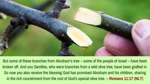 Paul uses the olive tree metaphor (Romans 11): Root: Abraham, the patriarchs, the promises
Natural branches: Ethnic Israel (both houses)
Wild branches: Gentiles